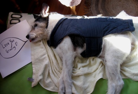 Jack, the Jack Russell say's his final farewell's to his friends and family.